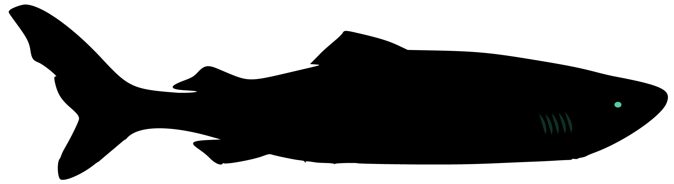 Greenland shark silhouette